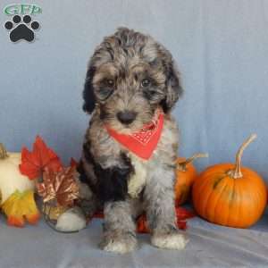 Bear (medium), Mini Sheepadoodle Puppy